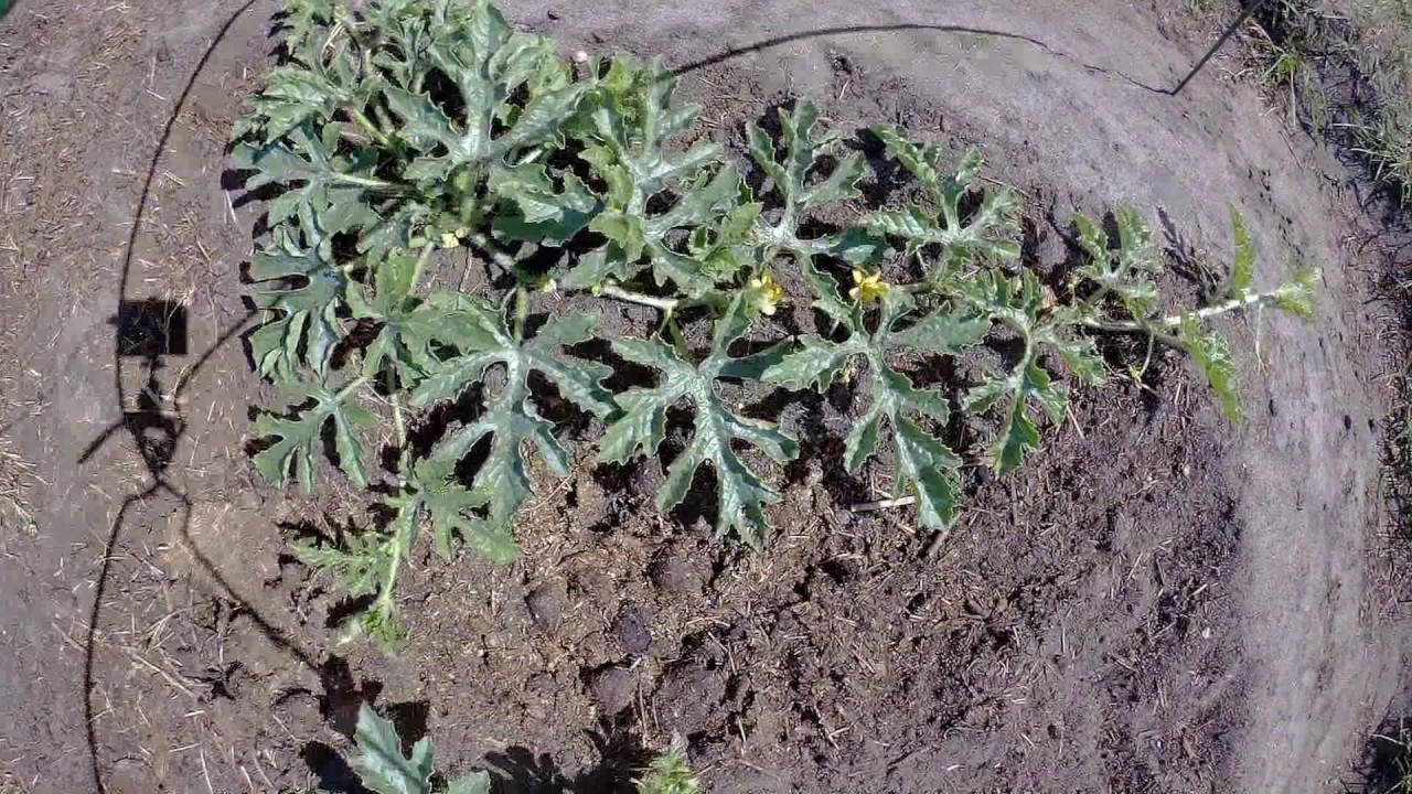 Another Watermelon Time lapse YouTube