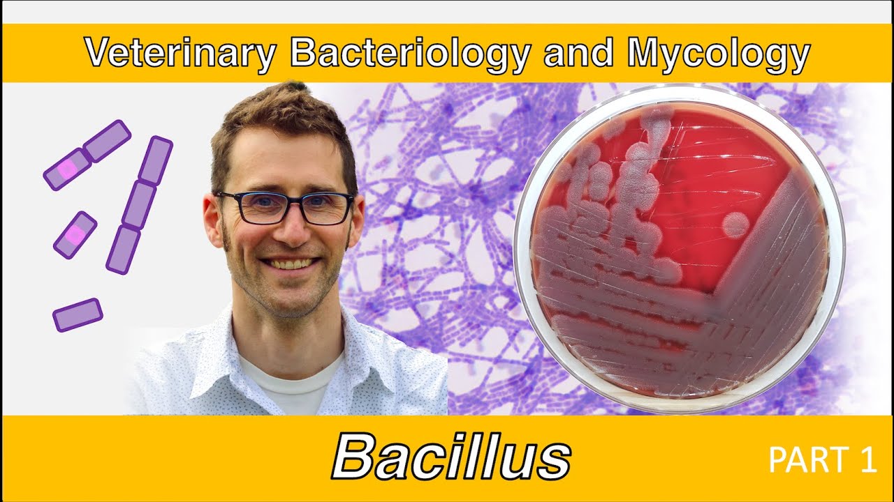 Bacillus (Part 1) Veterinary Bacteriology and Mycology YouTube