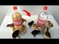 طريقة صنع سقايه ومعلف للطيور بأدوات بسيطة Bird Feed Watering Birds 