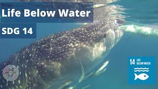 Life Below Water  SDG 14 video