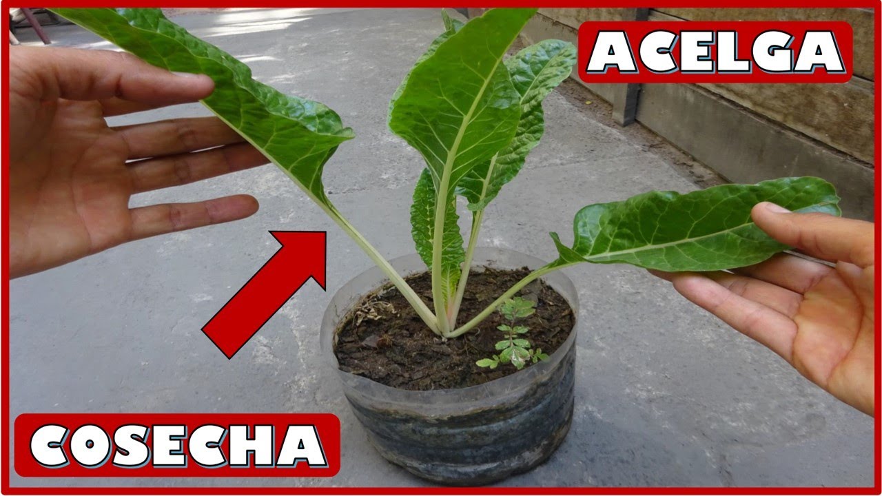 TIPS PARA LA COSECHA DE VERANO DE LA ACELGA