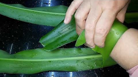 Công dụng và bài thuốc chữa bong gân sưng tấy của lá náng tới sức khỏe