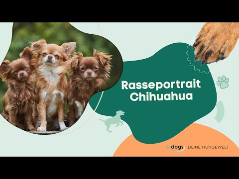 Video: Persönlichkeitsmerkmale von Chihuahua