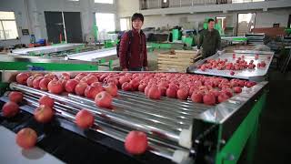Four lanes fruit sorting line - It can be with washing waxing drying part Net Worth
