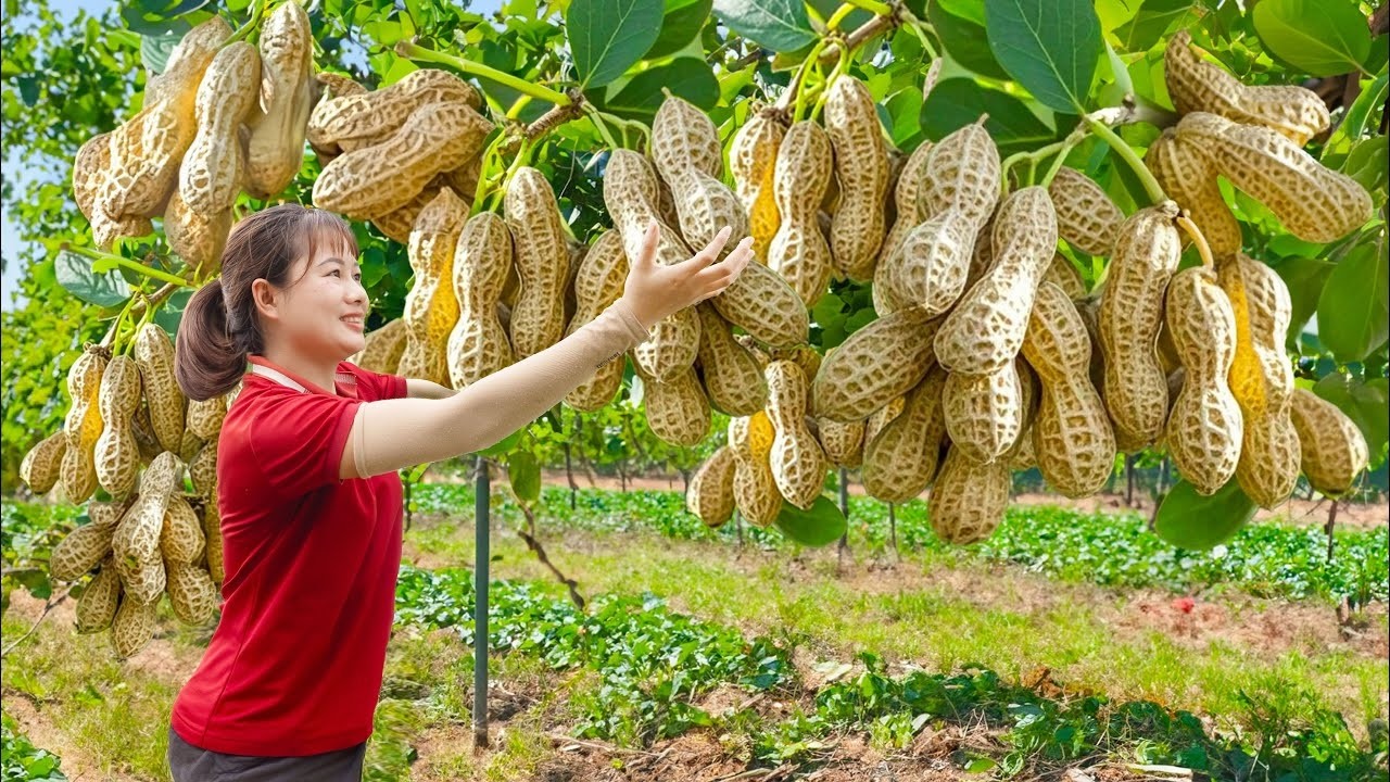 Harvesting Rare Peanuts | A Type of Hydroponic Peanut Never Seen Before | Sold Out in Minutes