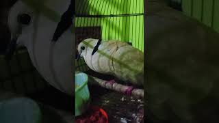 Download Lagu burung puter nangis durasi 1 menit tanpa henti #burungputerpelung #puterpelunglokal #burungputer MP3