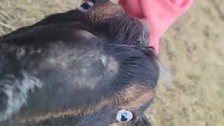 This Is What It's Like To Be A Mom Of Bottle Baby Goats!