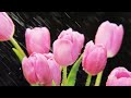 I NEED YOU JESUS -- Eddie Jensen -- Worship Song with Lyrics