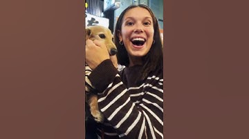 Obsessed 🤩 😍 template #milliebobbybrown #mills #viral #florence #capcut