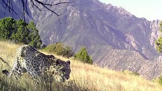 Ülkemizde Varlığı Kanıtlanan Anadolu Leoparı Bir Kez Daha Görüntülendianadolu Parsi