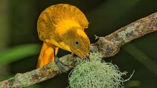 Nature sounds with the Bowerbirds by Plumes of Oz 2,096 views 1 year ago 24 minutes