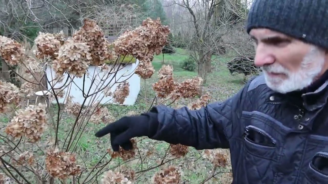 Jak odmłodzić hortensję bukietową?