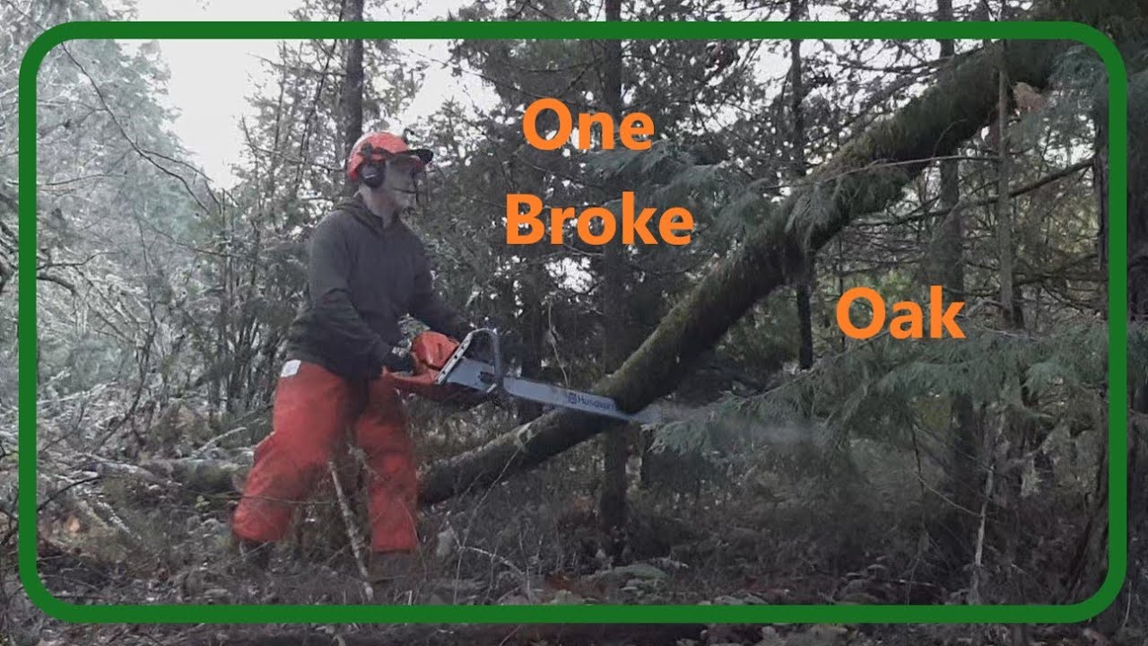 Removing Dead Trees, Part 1. One Broke Oak! - YouTube
