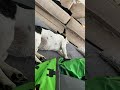 My very cute dog