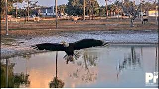 Swfl Eagles  M15 Dives Into Pond U0026 Catches A Fish Brings To Nest E26 Does Dracula Moves At Dad 