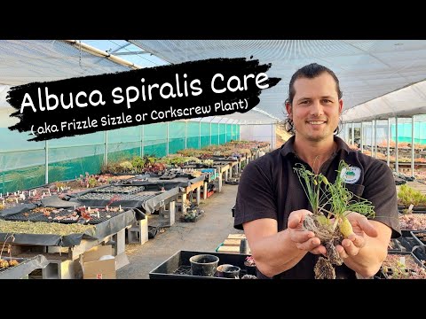 Video: Spiral Grass Plant Care: How To Grow Albuca Spiral Grass Plants