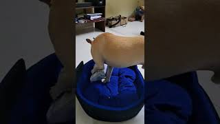 #funny  #petlove  Appu dha enga veetla courier vanguvan😂🐶❤️