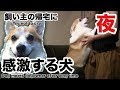 飼い主の帰宅に大喜びするコーギー犬のハクDog welcoming Owner back home