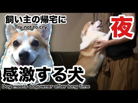 飼い主の帰宅に大喜びするコーギー犬のハクDog welcoming Owner back home