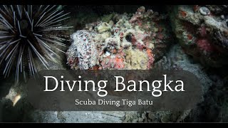 The Pinnacle of Tiga Batu: A Dive into Bangka Island’s Underwater Eden #scubadiving #divingtrip by Diving and Dogs 81 views 10 days ago 6 minutes, 52 seconds