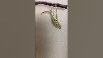 Stick insect molting