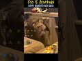 Happy moments with dogs #funny #funnyprank#dog #pet #animals #silly #comedy #fun