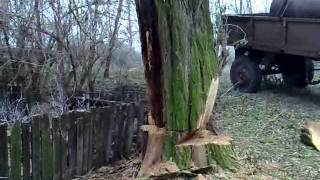 Stihl 042 Av Vs. Akác 1.Rész