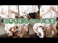 心が晴れるケルト音楽「陽だまり坂のジグ」 アイリッシュ楽器演奏【オリジナル】