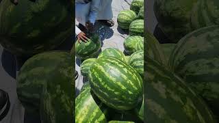 buying watermelon in the street  #food #fruit #travel #foodlover
