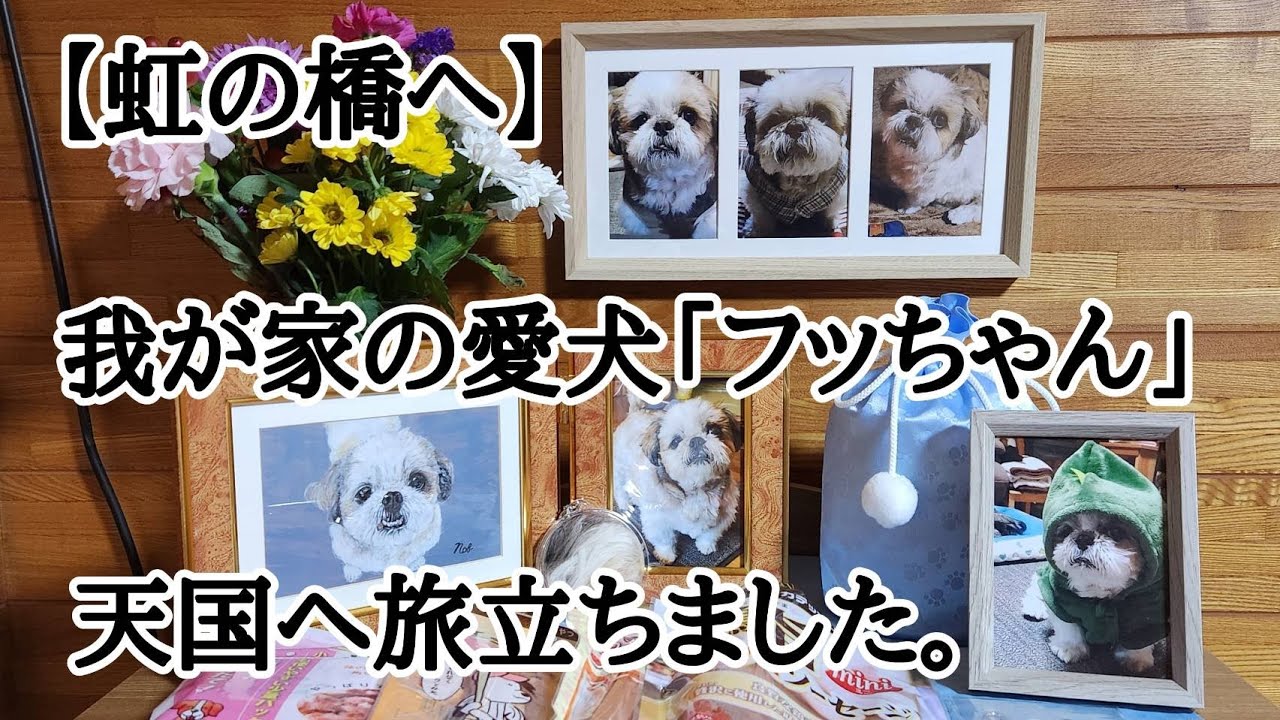 【虹の橋へ】我が家の愛犬『フッちゃん』天国へ旅立ちました。