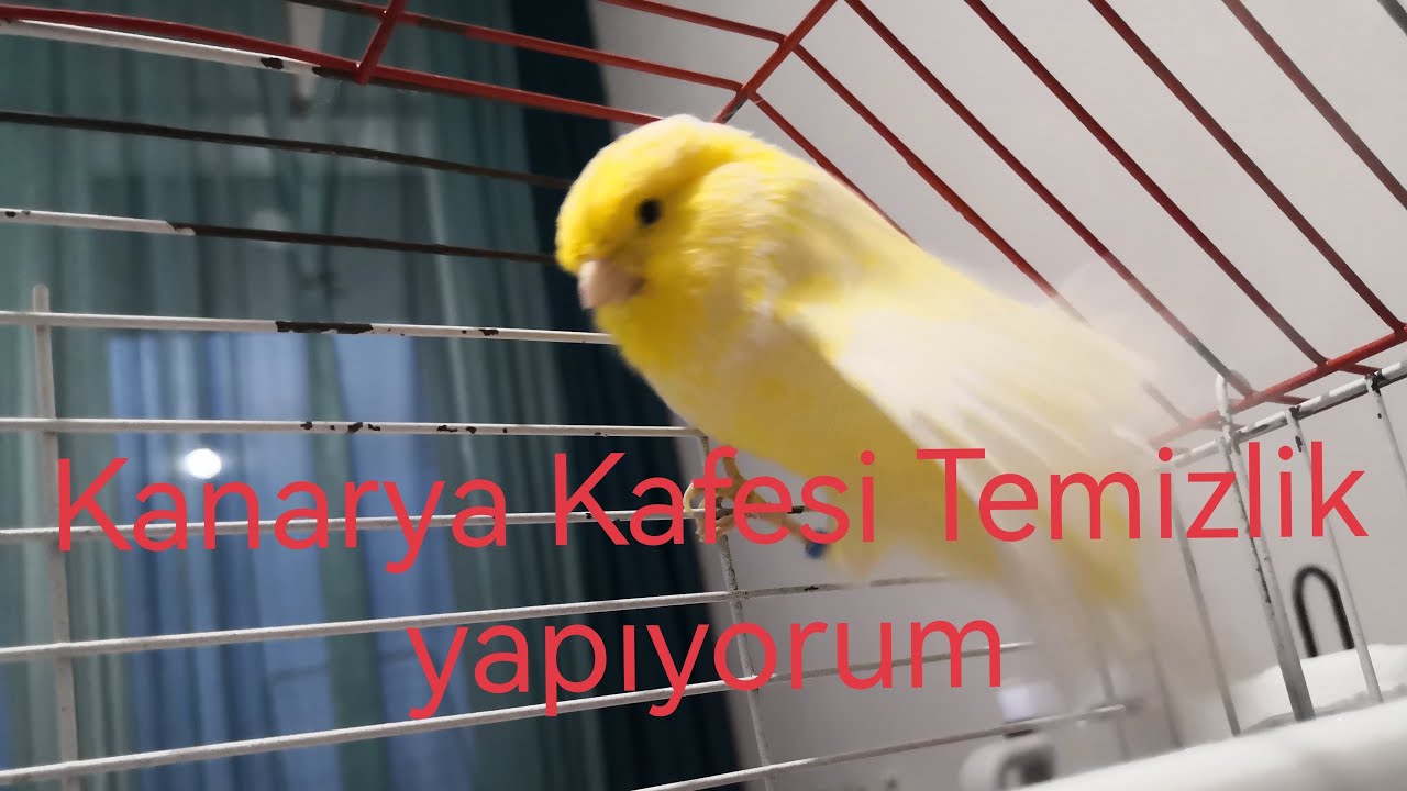 Sarı Kanarya Kafesi Kirlenmiş
