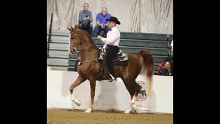 Mafia Prince :: 2016 Saddlebred Gelding Available for Purchase