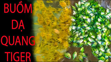 BUỒM DẠ QUANG TIGER - SÀN CÁ CẢNH TV