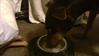 10 Hours of my Dog Drinking Water (No Collar)