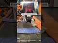 Furries be doing anything now 😂 #furry #funny #comedy #youtubeshorts