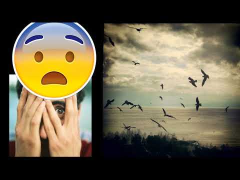 Video: Cómo Vencer El Miedo A Los Pájaros