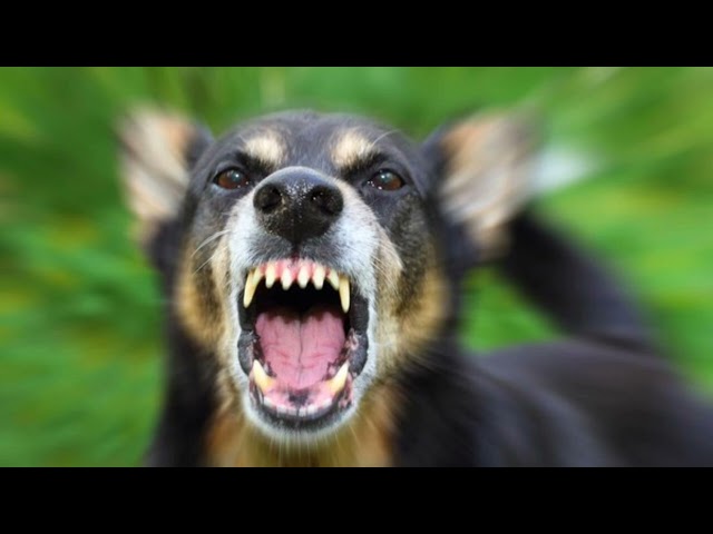 Suara Anjing menggonggong | Dog sound class=