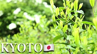 |WORLD HERITAGE| Kozanji, Secrets to Escape the Daily Grind 4K Japan travel video