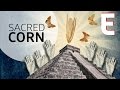 Why Corn is The Most Sacred Crop — Forklore