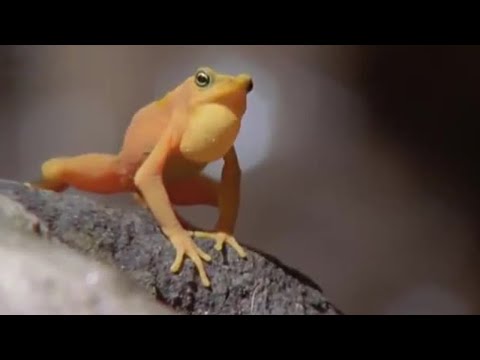 Attenborough: Golden Frog: Fighting & Mating - Life in Cold Blood - BBC wildlife