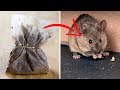 Get Rid Of Mice and Spiders Naturally and Keep Them Away Get Rid Of Mice and Spiders Naturally and Keep Them Away