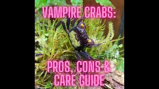 Vampire Crabs (Geosesarma dennerle): Pros, Cons, and Care Guide