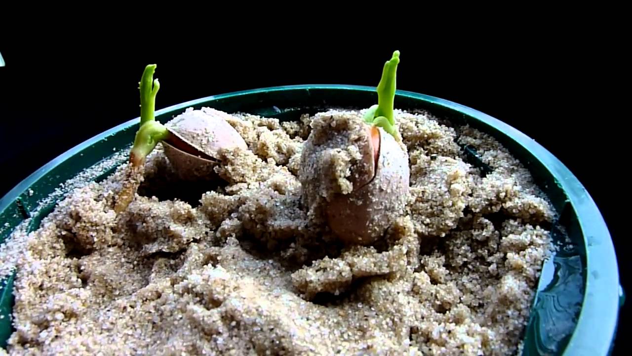 Growing ginkgo from seed