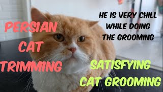 Satisfying cat grooming|persian cat trimming|very relax cat while grooming|#persiancatgrooming by Groomers Archive 588 views 1 year ago 11 minutes, 33 seconds