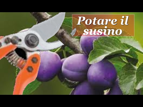 Video: Potatura Corretta Delle Prugne (foto E Schemi)