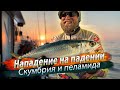 ВОТ ЭТО СКУМБРИЯ! Морской джиггинг с лодки. Рыбалка в океане.