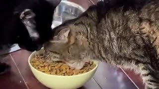 CAT TAKES HUGE MOUTHFULS OF FOOD WHEN EATING