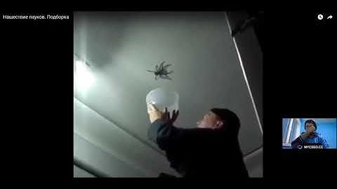 АРАХНОФОБ СМОТРИТ ВИДЕО С ПАУКАМИ (РЕАКЦИЯ) | ARACHNOPHOBE WATCHING VIDEO WITH SPIDERS (REACTION)