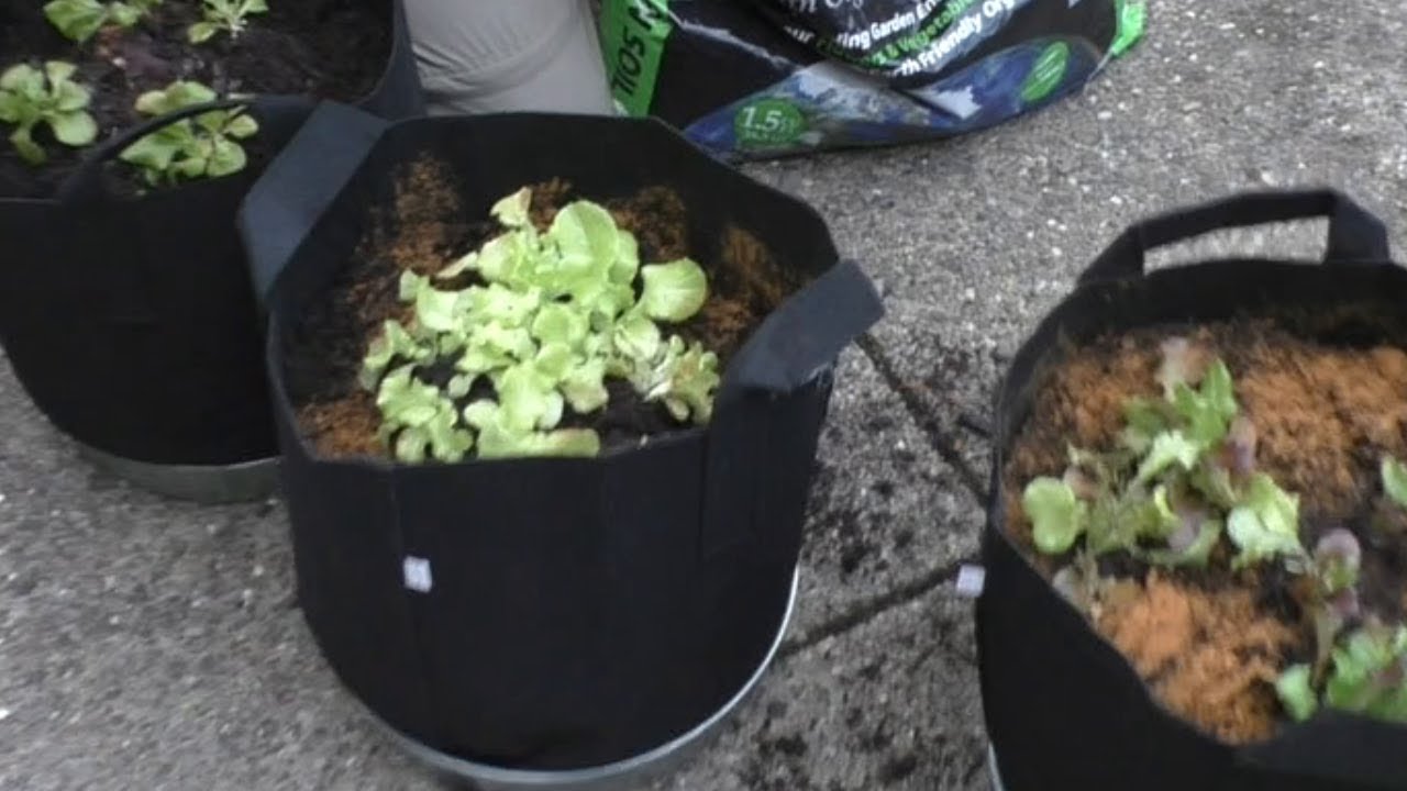 Share more than 69 growing lettuce in grow bags super hot in.cdgdbentre