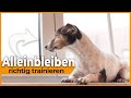 Hund alleine lassen I Mit diesem Trick lernt dein Hund das Alleinebleiben I Einfach und effektiv